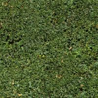 photo texture of hedge seamless 0005